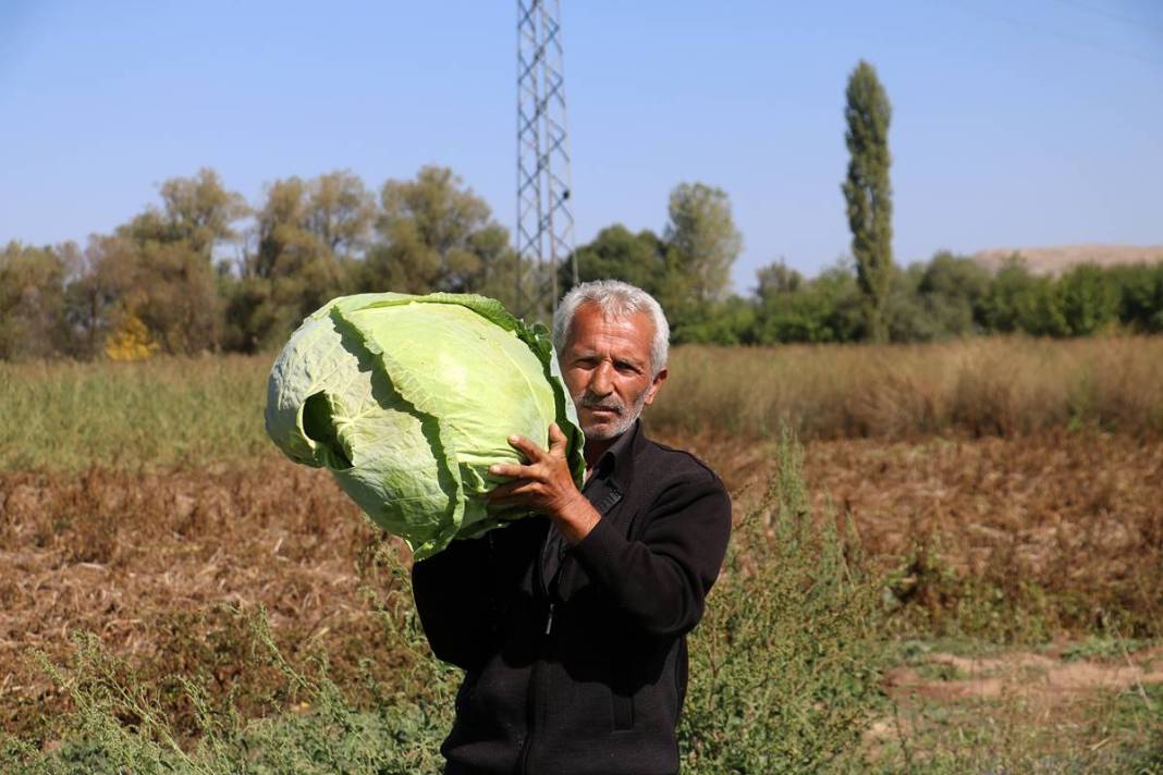 Ata tohumu bereketi: Devasa boyutlarda, 40 kilogram ağırlığında! Üretici bile şaşkınlığını gizleyemedi 18
